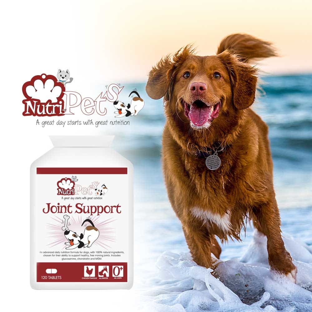 Pet supplements, Joint Support, Turmeric | Nutri-Pets